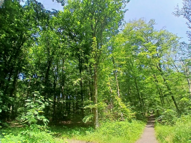 Bienwald Kandel