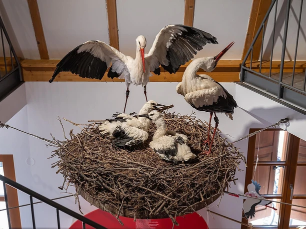 Südliche_Weinstrasse_RS13244_POI_Bornheim_Storchen