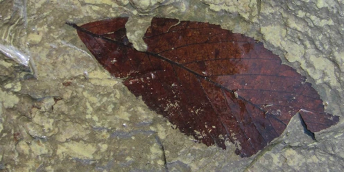 Fossil Blatt Stöffel-Park v. Lisa Engel