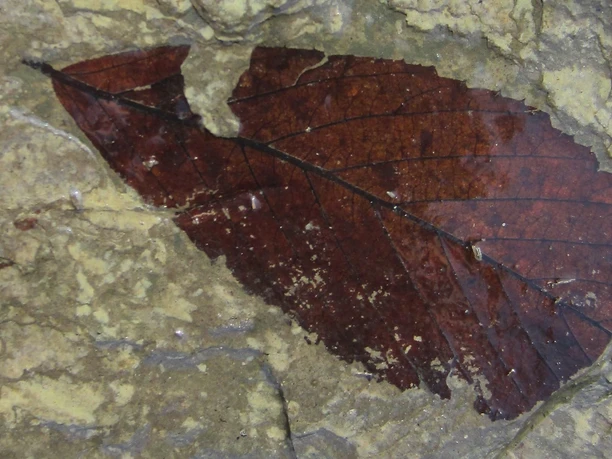Fossil Blatt Stöffel-Park v. Lisa Engel