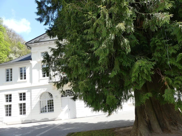 Lebensbaum am Kurf. Schlößchen Bad Bertrich
