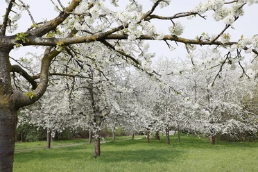 Kleiner Wald im Frühling