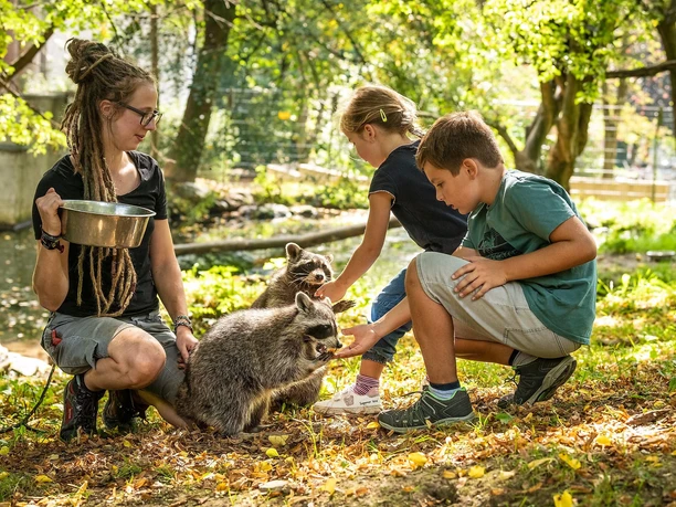 Tierpark Niederfischbach, Fütterung Waschbären