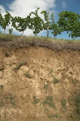 Bodenprofil Kalksandstein