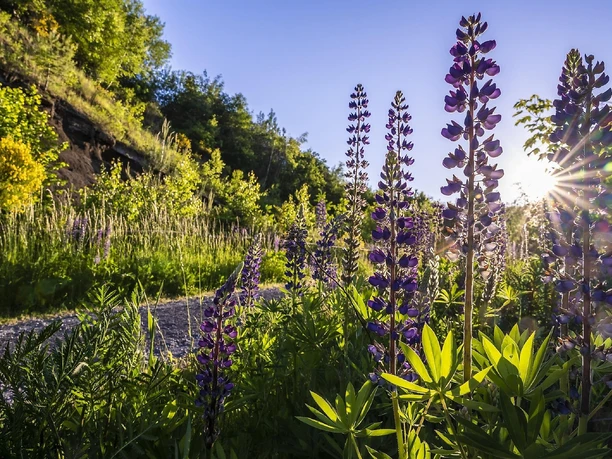 Lupinen an der Schwarzen Wand