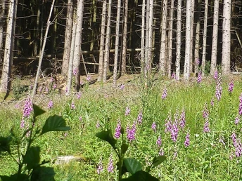 Fingerhut im Naturschutzgebiet