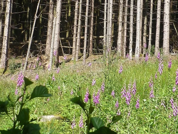 Fingerhut im Naturschutzgebiet