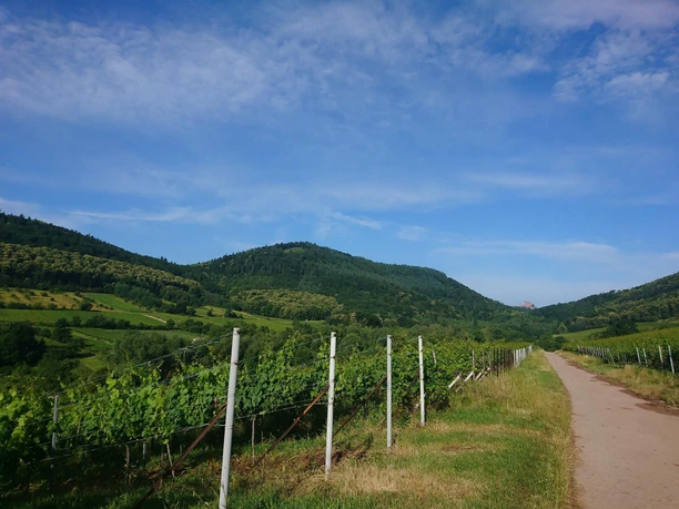 Blick auf den Föhrlenberg zur Kastanienblüte
