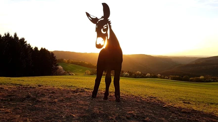 Esel bei Sonnenuntergang