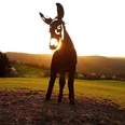 Esel bei Sonnenuntergang