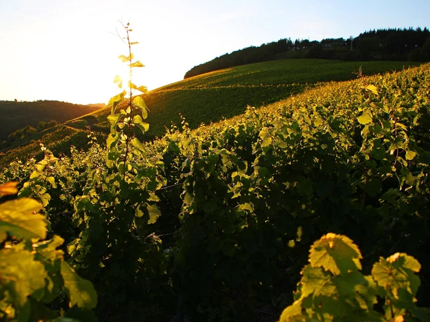Weingut Forstmeister Geltz Zilliken (02)