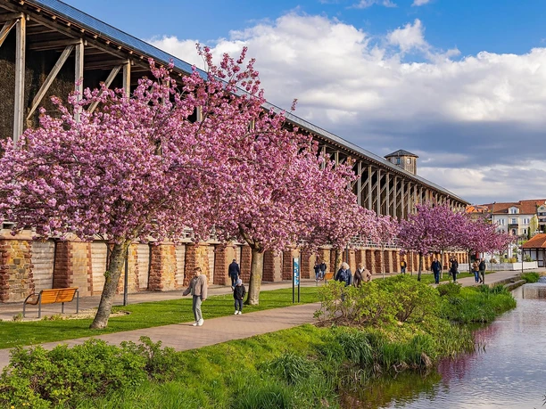 Der Gradierbau umgeben von Zierkirschen