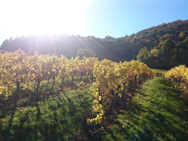 Sonnenberg in der Herbstsonne