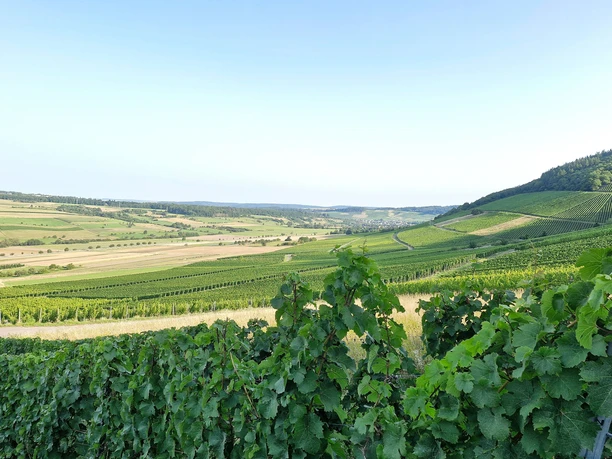 Weinberge bei Oberemmel