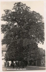 Linde alte Postkarte