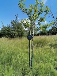 Apfelbaumpatenschaft