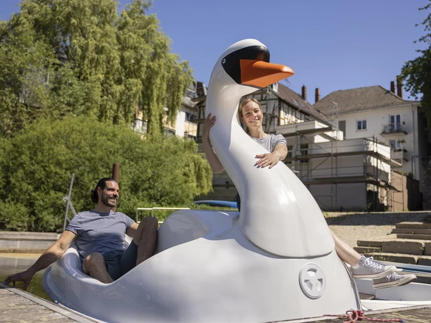 Dem Schwan ganz nah Dem Schwan ganz nah