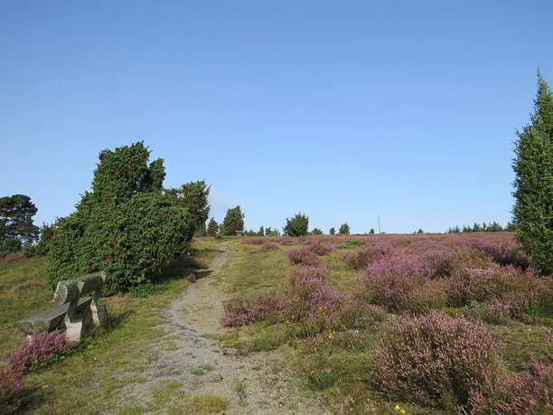 blühende Heide auf dem Wabelsberg