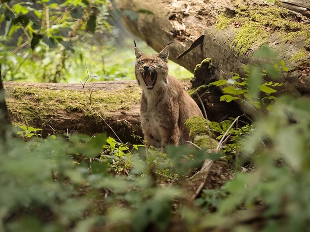 Wildpark Tiergarten_2
