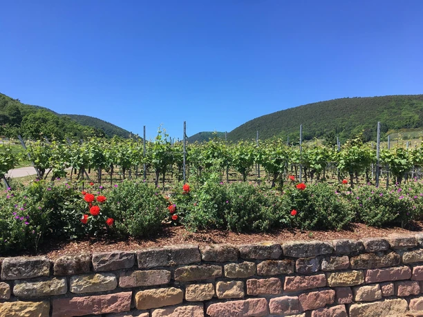 Weinberge Wein- und Steinlehrpfad
