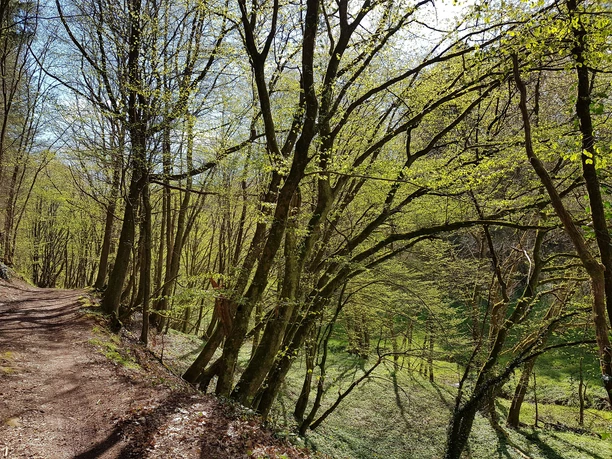 Weg entlang des Dietersbachs hoch zum Dietersberg
