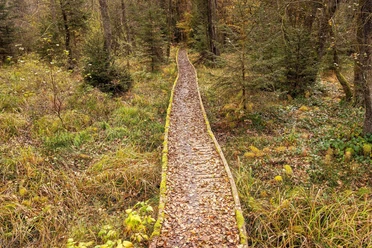 Moore-Pfad im Naturpark Nordeifel
