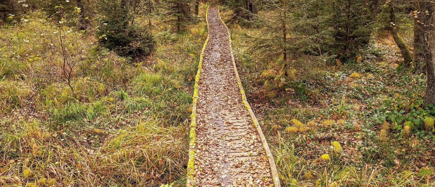 Moore-Pfad im Naturpark Nordeifel Moore-Pfad im Naturpark Nordeifel