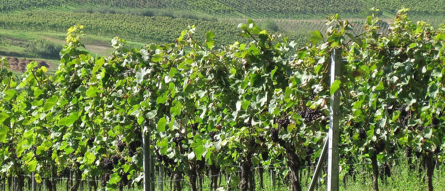 Weinberge