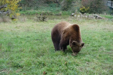 Bär