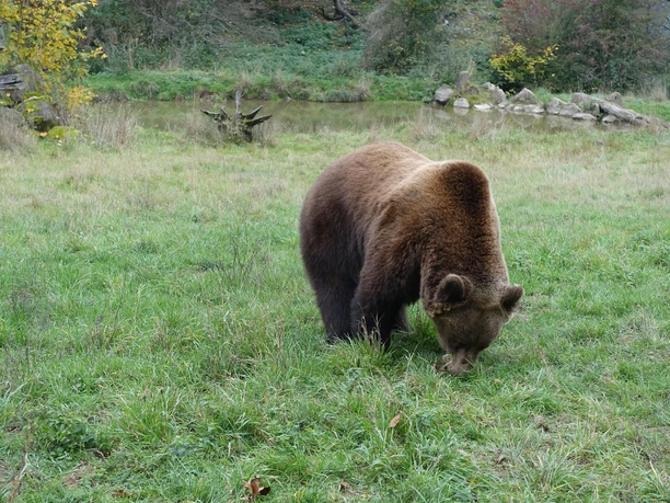 Bär
