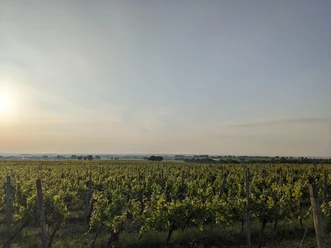 Weinbergslage Zinkelerde