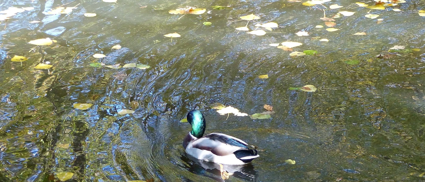 Fischweiher an der Heidsmühle