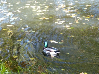 Fischweiher an der Heidsmühle