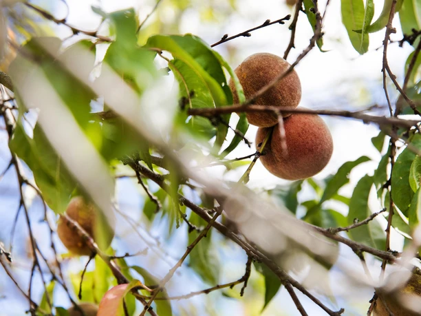 Frucht " Weinbergpfirsich"