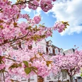 Kirschblüten in der Stresemannstraße in Marburg