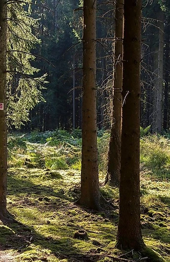 Auf der Traumschleife Saarhölzbachpfad