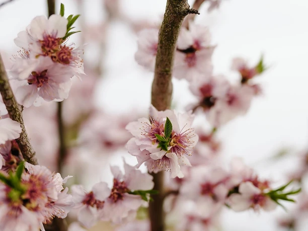 Die Pfälzer Mandelblüte zeigt sich hier gerne