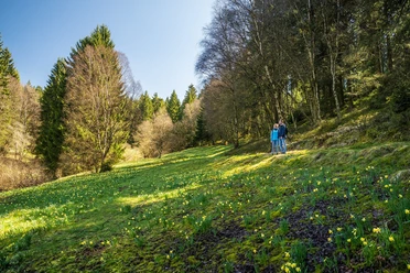 Narzissenblüte am Perlenbachtal