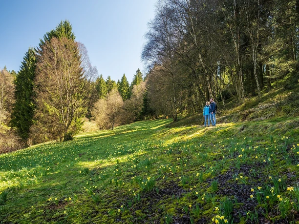 Narzissenblüte am Perlenbachtal
