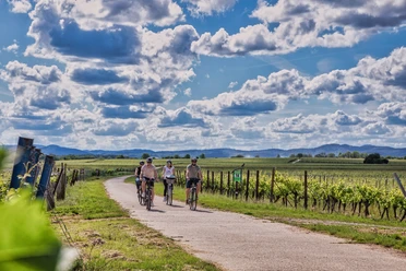Radfahren durch das Südpfälzer Rebenmeer