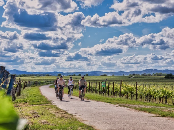 Radfahren durch das Südpfälzer Rebenmeer