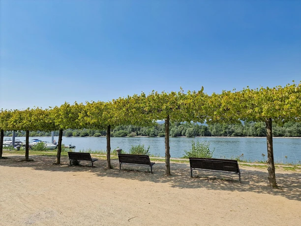 Rheinufer Heidenfahrt - Blick auf Inselrhein 1