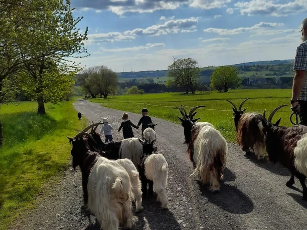 Schwarzhalsziegen