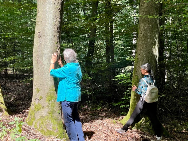 Baum fühlen