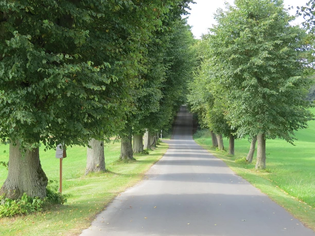 Baumallee in Aremberg