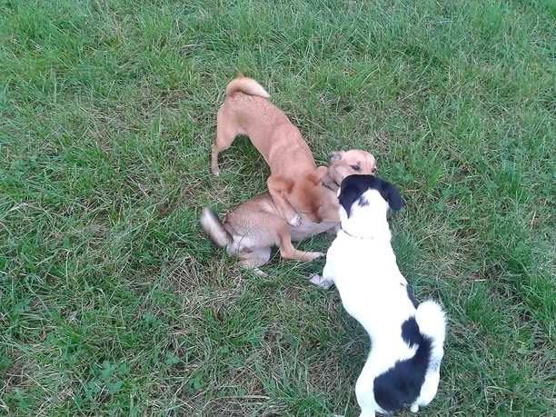 Villa Würstchen - Hunde beim Spielen