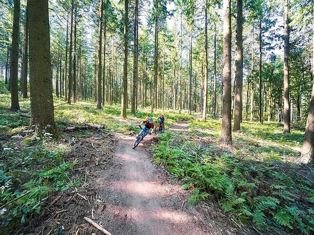 MTB Trails im saarländischen Wald