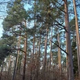 Zuchtbestand Kiefern