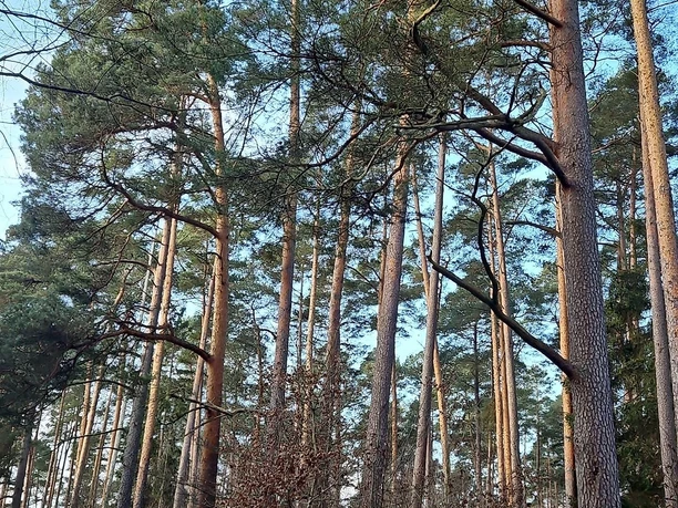 Zuchtbestand Kiefern