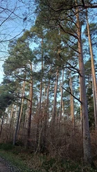 Zuchtbestand Kiefern